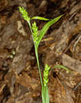 Thinfruit sedge